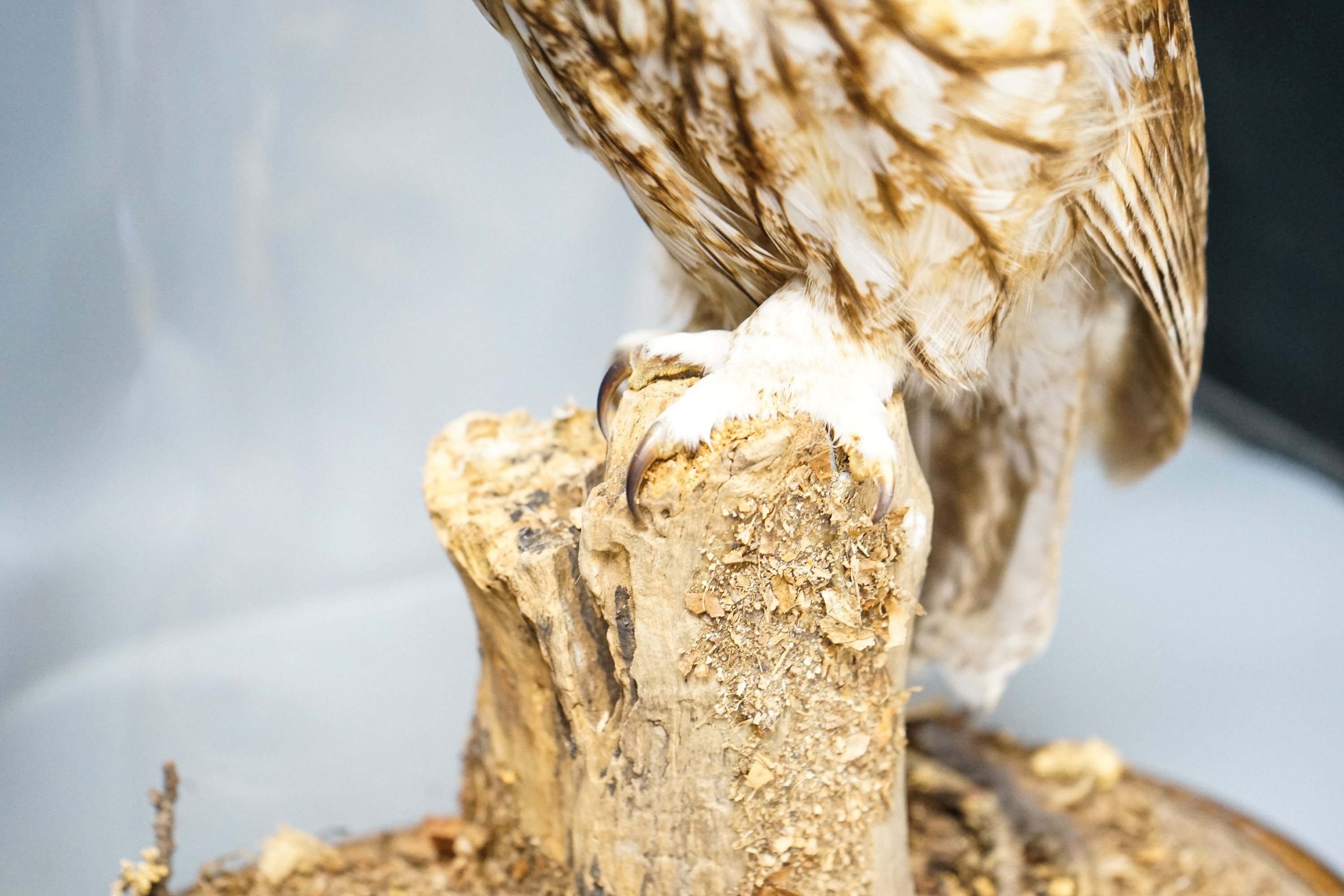 A taxidermy tawny owl under glass dome 48cm